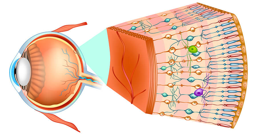 Retina Damage Chart